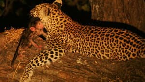 Eye of the Leopard — foto 2