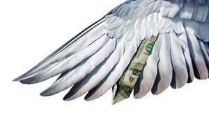 Million Dollar Pigeons — foto 2
