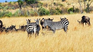 Wild South Africa — foto 3