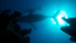 Atlantic: The Wildest Ocean on Earth — foto 1
