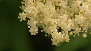 Holunderblüte — foto 1