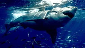 Orca Vs. Great White — foto 5