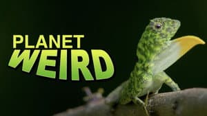 Planet Weird — foto 1