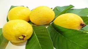 La Guayaba — foto 2