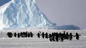 Seule en antarctique — foto 2
