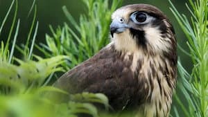 Wild Birds of Australia — foto 1