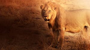 Lion Kingdom — foto 6