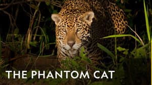 The Phantom Cat — foto 2