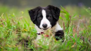 Muster Dogs — foto 3