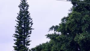 Evangelio (Gospel) — foto 1