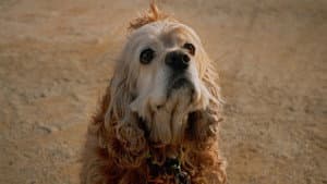 Dog in Translation — foto 1