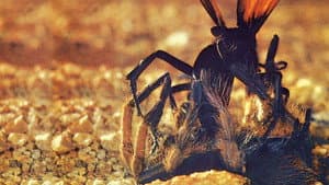 El Desierto Viviente — foto 1