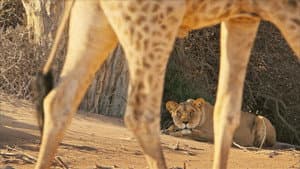 Lions of the Skeleton Coast — foto 2