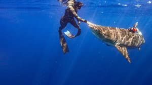 Maui Shark Mystery — foto 6