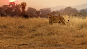 Lion Kingdom — foto 9