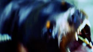 Dizem que os cães veem coisas — foto 4