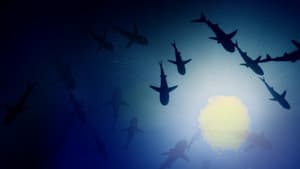700 requins dans la nuit — foto 4
