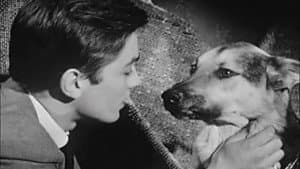 Le Chien — foto 4