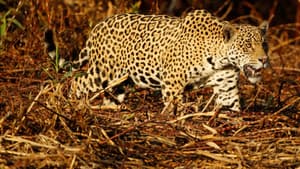 Jaguaretê-Avá: Pantanal em Chamas — foto 1