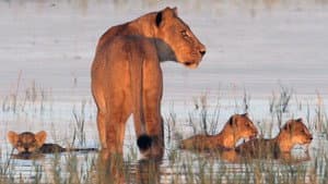 The Lakeshore Killers — foto 1