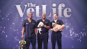 The Vet Life — foto 6
