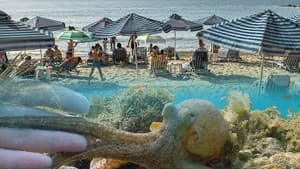 Der Strand: Tierisches aus dem Ferienparadies — foto 1