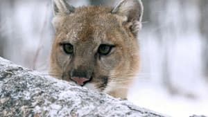 Puma, le fantôme du Gévaudan — foto 2