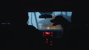 كلب ساكن — foto 3