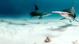 Bull Shark vs. Hammerhead — foto 10
