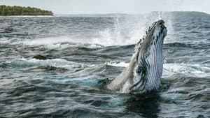 Secretos de las Ballenas — foto 2