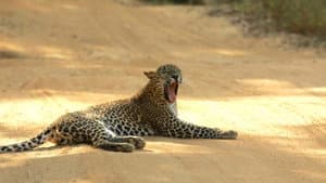 Sri Lanka: Leopard Dynasty — foto 4