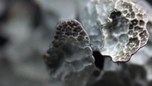 Lavsang - Song of the Lichens — foto 2