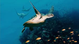 Océanos con David Attenborough — foto 8
