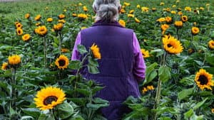 Sunphlowers — foto 1