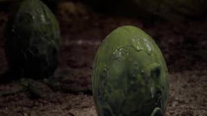 Episodio 14