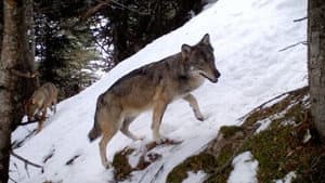 Vivre avec les loups — foto 2
