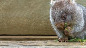 La vida secreta de los wombat — foto 6