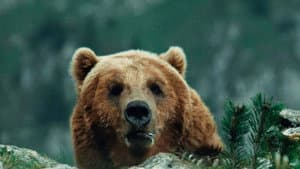 El oso — foto 3