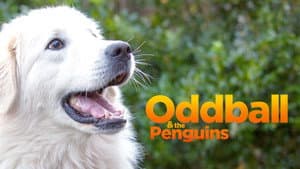 Oddball y sus pingüinos — foto 8