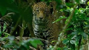 Costa Rica : Le réveil de la nature — foto 3