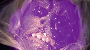 The Alien Factor — foto 8