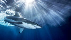 Shark — foto 1