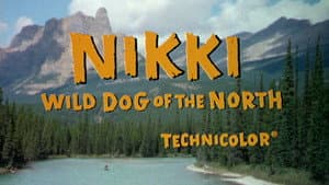 Nikki, Wild Dog of the North — foto 11