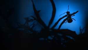 Le Royaume des fourmis — foto 1