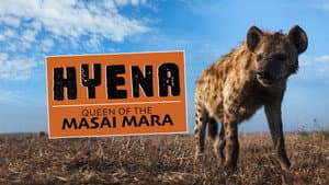 Hyena: Queen of the Masai Mara — foto 1