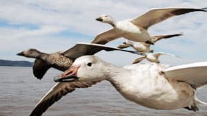 Earthflight — foto 1