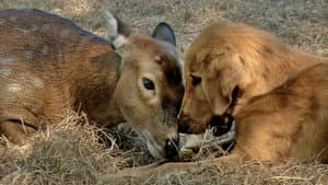 Animal Odd Couples — foto 3