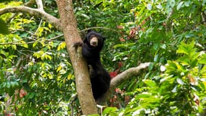 Borneo: The Fascination of Asia — foto 1