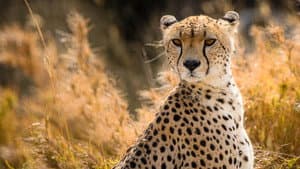 Cat Wars: Lion vs. Cheetah — foto 5