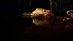 Leviathan — foto 10